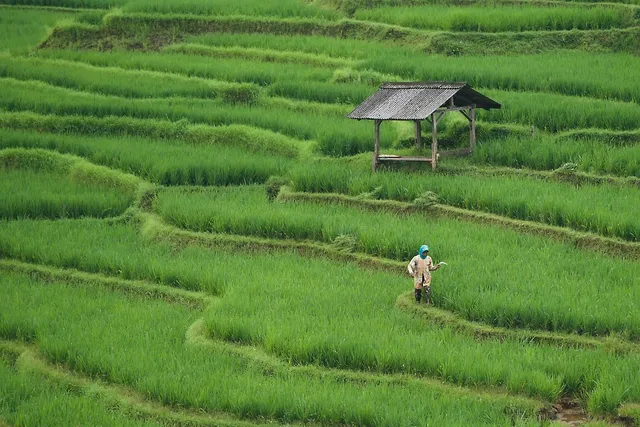 greens