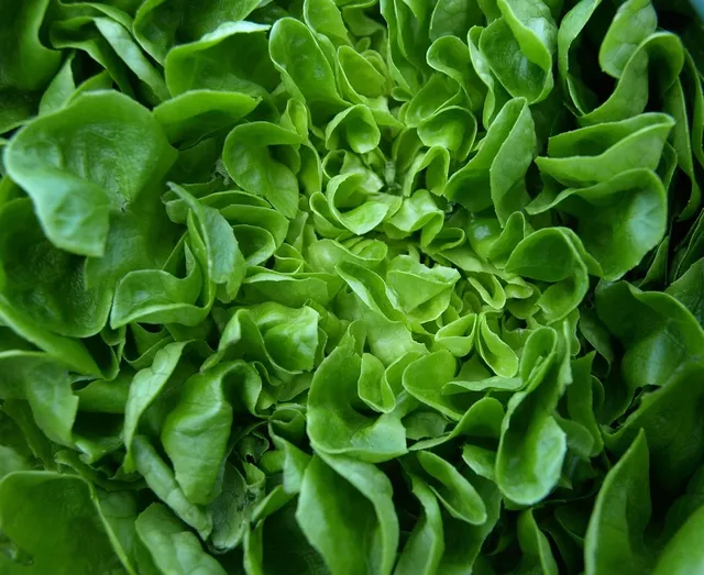 Full share week 8; salad greens, purple orach, swiss chard, kale, lettuce, sugar snap peas, carrot, radishes, green garlic, green onion, beets, chives