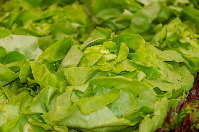 oakleaf lettuce