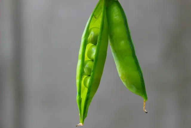 summer squash