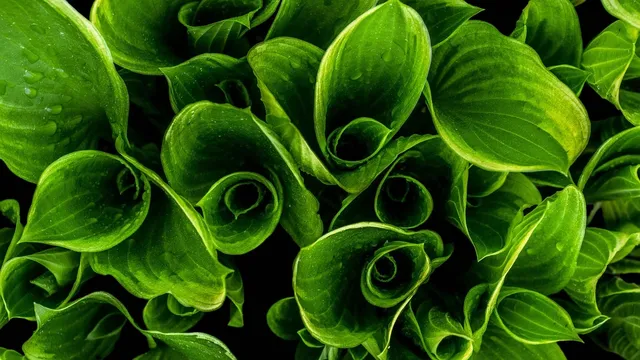 salad greens