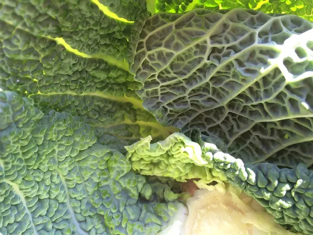 full share week 7: kale , mizuna, swiss chard, spinach, salad greens, radishes, beets , carrots, green garlic, rhubarb, and greek oregano