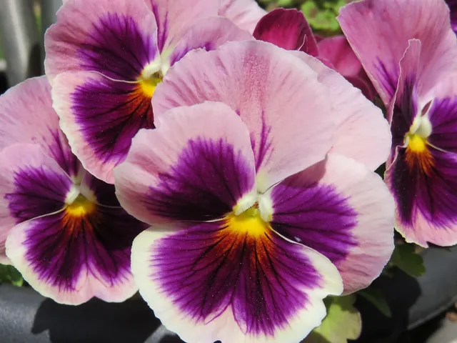 pansies