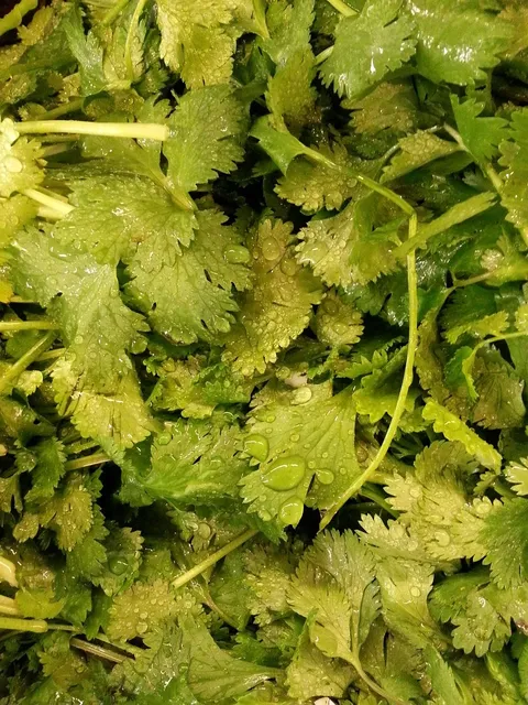 red russian kale