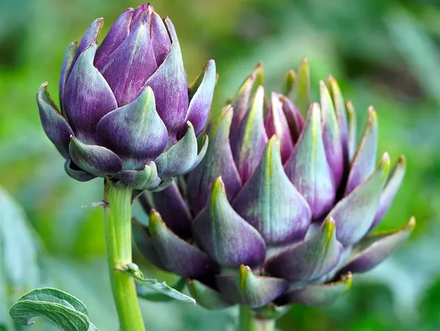 artichokes