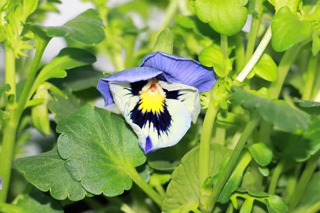 pansies