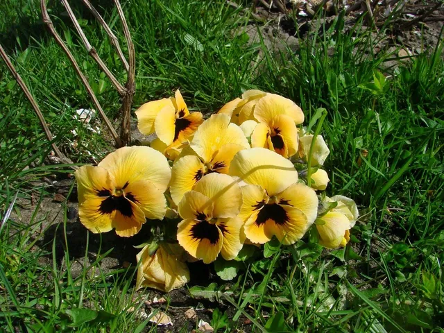pansies