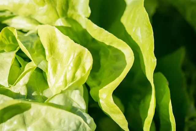 lettuce