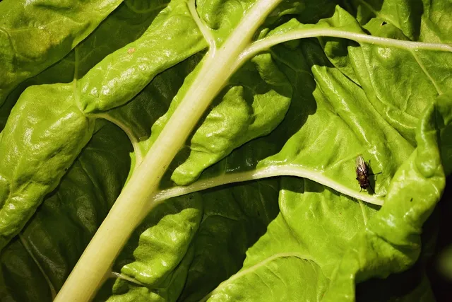 full share week 3: swiss chard {rhubarb}, early mizuna, orach, bok choi, spinach, salad greens, oakleaf lettuce, hoary cress, leek, garlic, onion, sangre potatoes, french breakfast radish, and chives