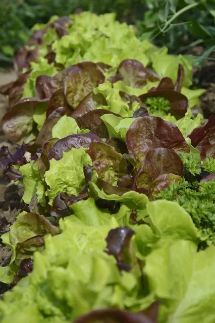 oakleaf lettuce