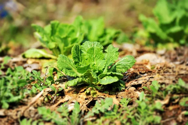 chinese cabbage