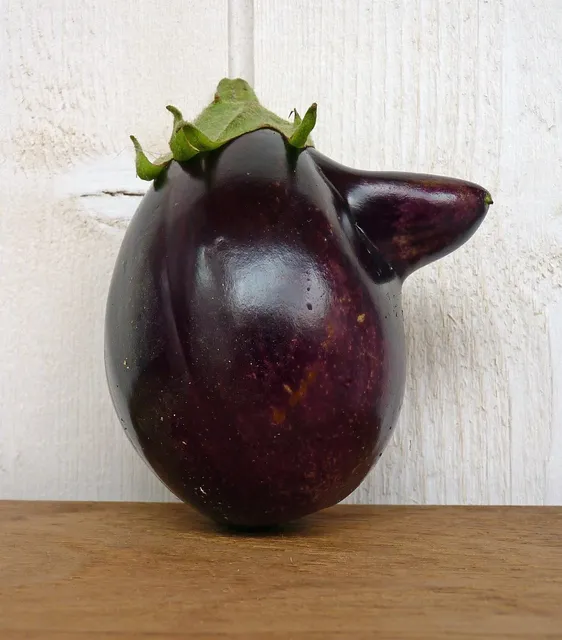 cabbage and onion transplants