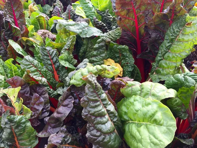 full share week 1; swiss chard {rainbow and silverado} , early mizuna, red rosy romain lettuce, spinach, salad greens, green garlic, rose finn apple and sangre potatoes, sunchokes, onion, carots, garlic, and chives