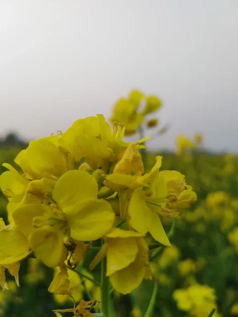 red giant mustard