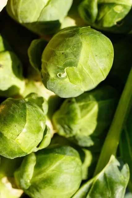 cabbage and onion transplants