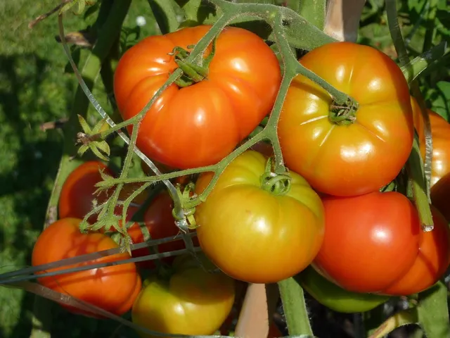 summer squash