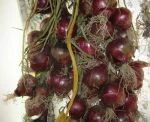 onion braids