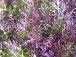 red streaks mustard
