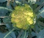 brocolli