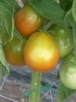 japanese black triefle tomato in the high tunnel