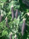 purple podded soup pea