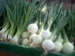 CSA table; scallions and sweet onions