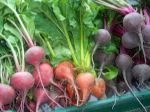 CSA table; 3 varieties of beets