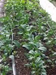 kale