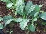 lancinato kale