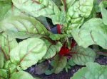 swiss chard