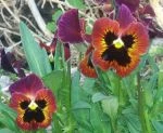 pansies