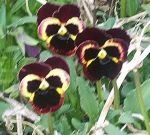 pansies
