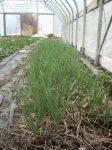 green garlic