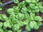 spinach
