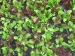 salad greens