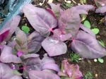 double purple orach