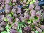 red giant mustard