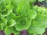 chinese cabbage