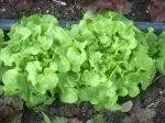 oakleaf lettuce