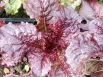 outredeous lettuce