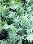 red russian kale