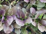 red choi