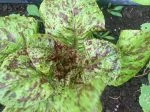 speckled trouts back lettuce