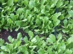 hakurii turnips