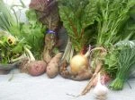 full share week 1; swiss chard {rainbow and silverado} , early mizuna, red rosy romain lettuce, spinach, salad greens, green garlic, rose finn apple and sangre potatoes, sunchokes, onion, carots, garlic, and chives