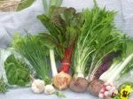 full share week 2: swiss chard {rhubarb}, early mizuna, bok choi, oakleaf lettuce, spinach, salad greens, leek, sangre potatoes, onion, garlic, french breakfast radish, and chives