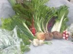 full share week 3: swiss chard {rhubarb}, early mizuna, orach, bok choi, spinach, salad greens, oakleaf lettuce, hoary cress, leek, garlic, onion, sangre potatoes, french breakfast radish, and chives