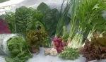 full share week 4:  orach, swiss chard, lancinato kale, early mizuna, spinach, green garlic, green onion, red oakleaf lettuce, plum purple radish, arugula, garlic, and greek oregano