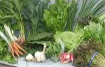 full share week 5: bok choi, beet greens, lancinato kale, swiss chard, green wave mustard, spinach, red and green leaf lettuce, carrots, radishes, green onion, green garlic, garlic and sorrel