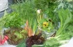 full share week 6: swiss chard, mustard, bok choi, mizuna, salad greens, red butter head and red leaf lettuce, radish, carrots, hakurei turnips, green garlic, and rhubarb